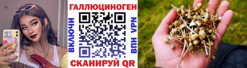 дарнет шоп  Абдулино  Псилоцибиновые грибы GOLDEN TEACHER 